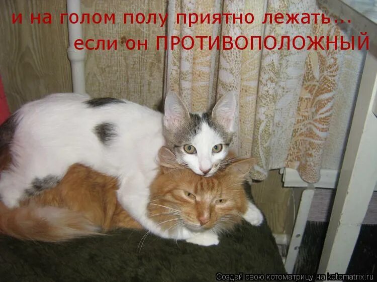 как хорошо когда другие чешут на работу. приятно лежать. кот лежит на кровати. приятно лежать. хорошо лежать на голом полу.