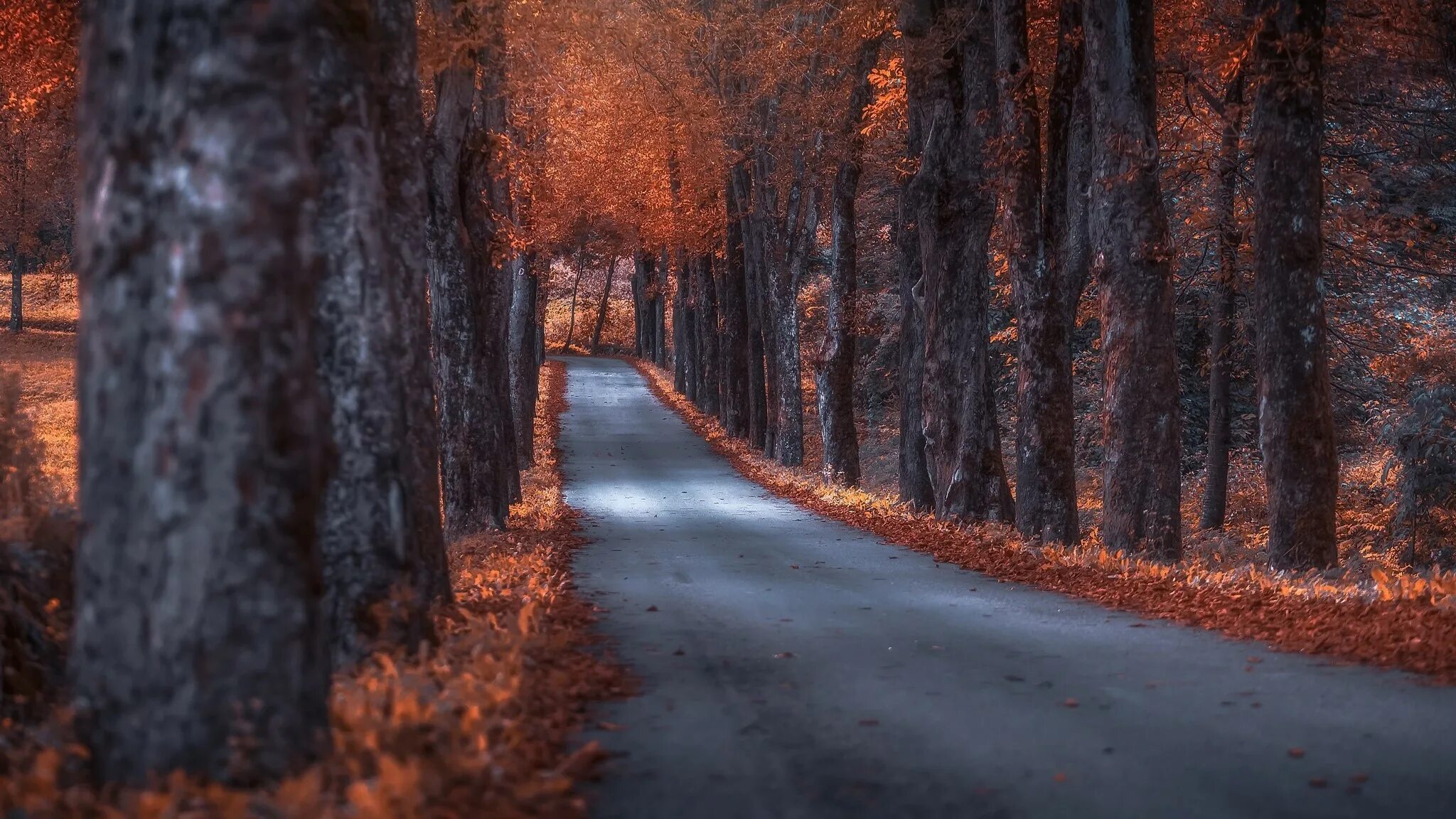 The trees fall across the road. Картинки на рабочий стол осень. Обои на рабочий стол осень дорога. Осенний лес с дорогой. Природа осень листопад.