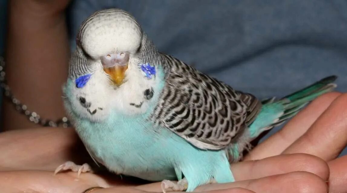 Как быстро приручить волнистых попугаев