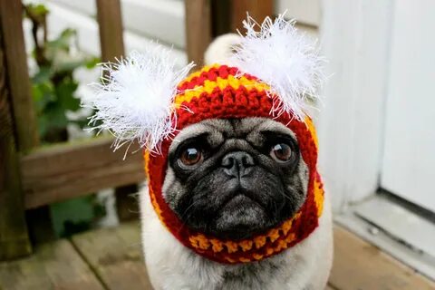 Собака в шапке