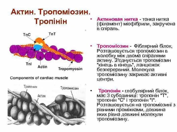 Актин ткань