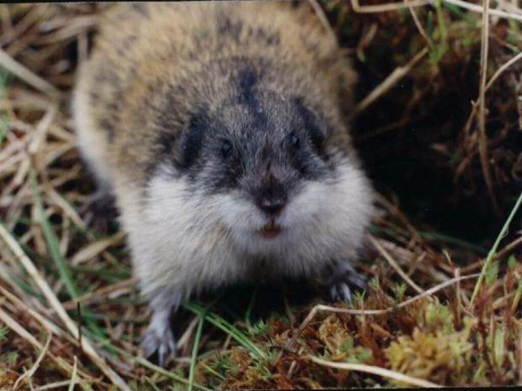 Земляная крыса лемминг. Даурский хомячок (Cricetulus Barabensis). Сибирский лемминг. Грызуны Лесной лемминг. Хомяк какая природная зона