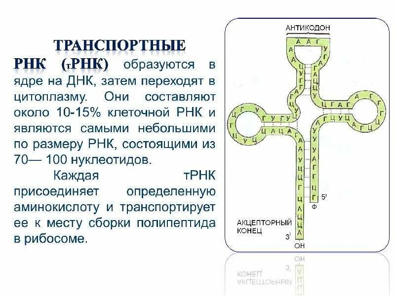 Задачи на Биосинтез белка с ТРНК. Этапы решения задач биосинтеза белка. Задачи по биологии на Биосинтез белка. Транскрипция Биосинтез белка.