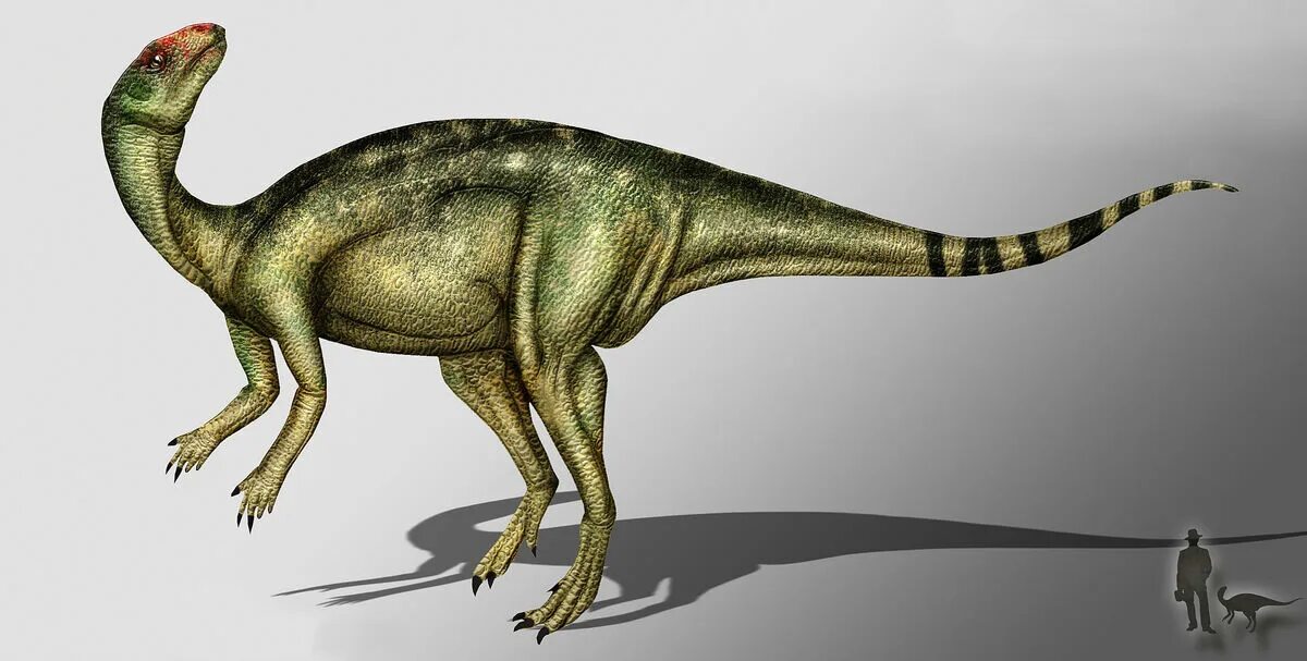 Птицетазовые. Анабисетия динозавр. Орнитоподы динозавр. Птицетазовые динозавры. Орнитоподы Юрского периода.