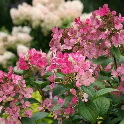 Click to view a full-size photo of Little Quick Fire Hydrangea (Hydrangea panicu
