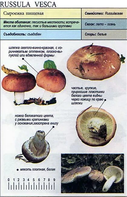 Какую среду обитания освоила сыроежка ответ. Russula vesca – сыроежка пищевая. Ложная сыроежка описание. Сыроежка гриб съедобный и ядовитый. Среда обитания сыроежки.
