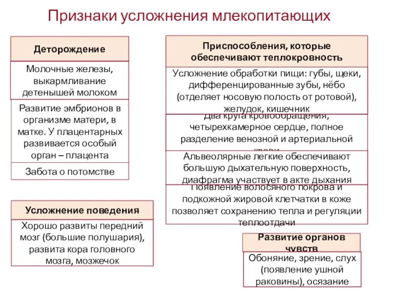 Усложнение организации млекопитающих по сравнению с пресмыкающимися. Признаки усложнения млекопитающих деторождение. Признаки теплокровности млекопитающих. Теплокровность птиц и млекопитающих обеспечивается.