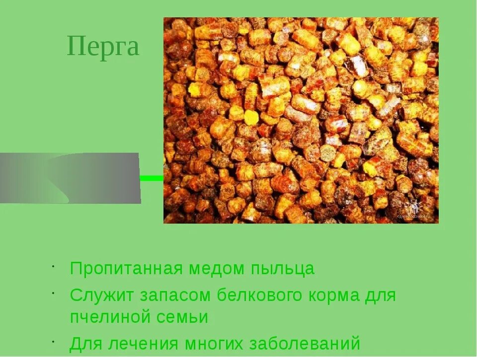 Сколько можно есть перги в день
