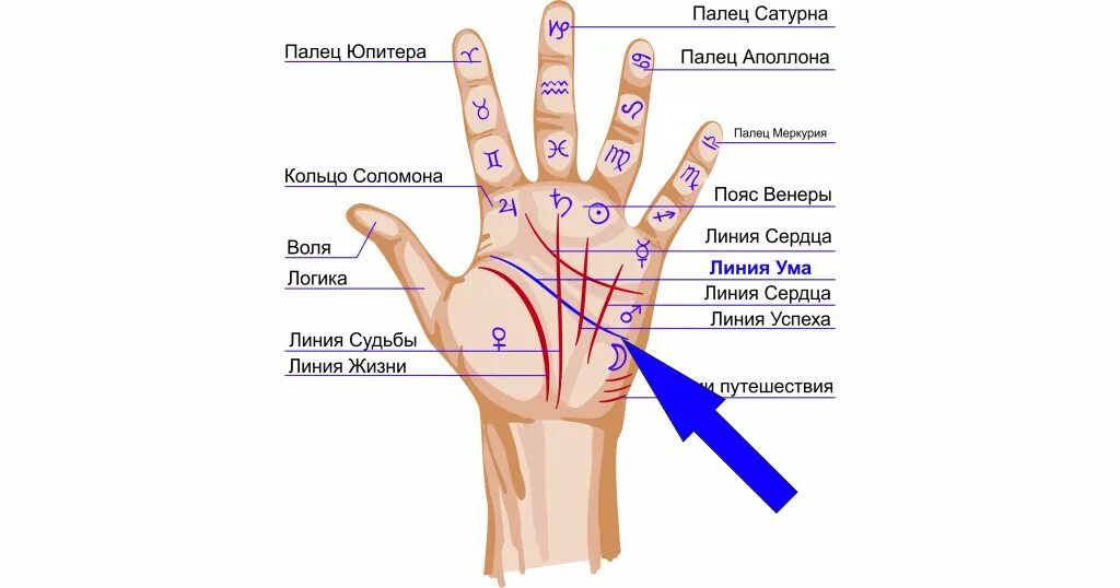 Хиромантия схема линий ладони. Название линий на руке. Хиромантия линии на руке. Линия жизни на ладони.