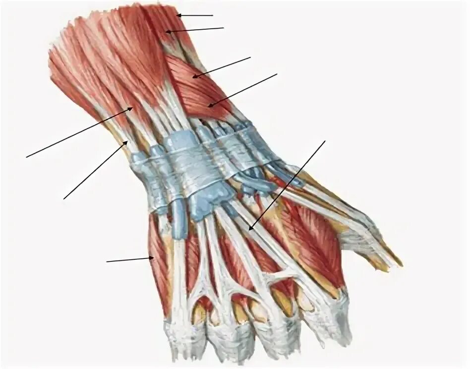 Сухожилия запястья анатомия. Тендинит сухожилия кисти. Теносиновит подколенной мышцы.