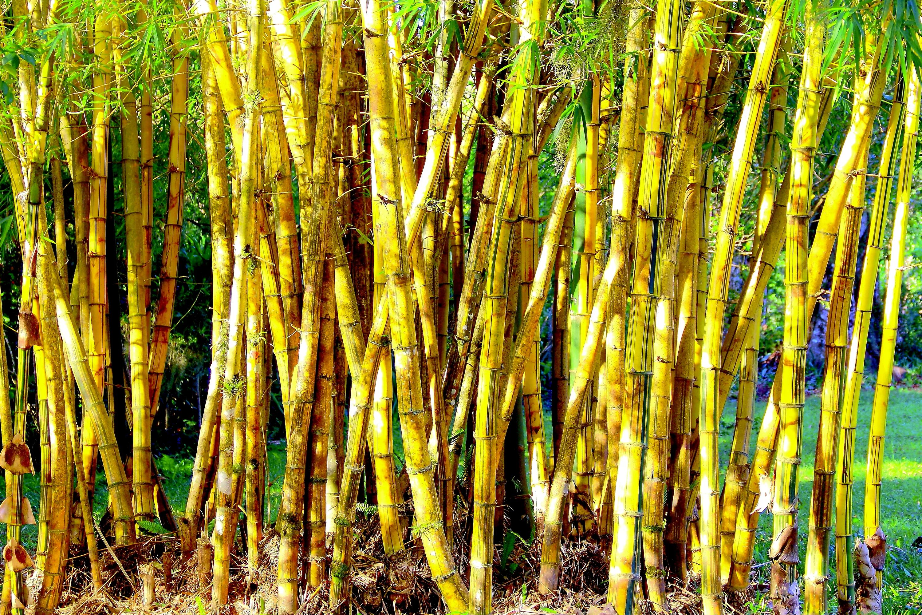 Лимонные деревья и бамбук. Бамбук обыкновенный - bambusa vulgaris. Бамбук желто серый. Бамбук незуко. Пожелтевший бамбук.