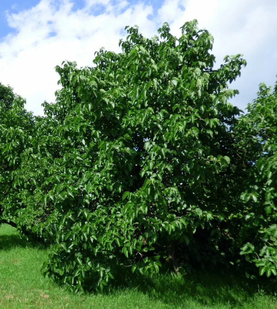 Шелковица черная нигра. Шелковица Morus nigra. Шелковица черная (Morus nigra). Шелковица Нигра дерево.