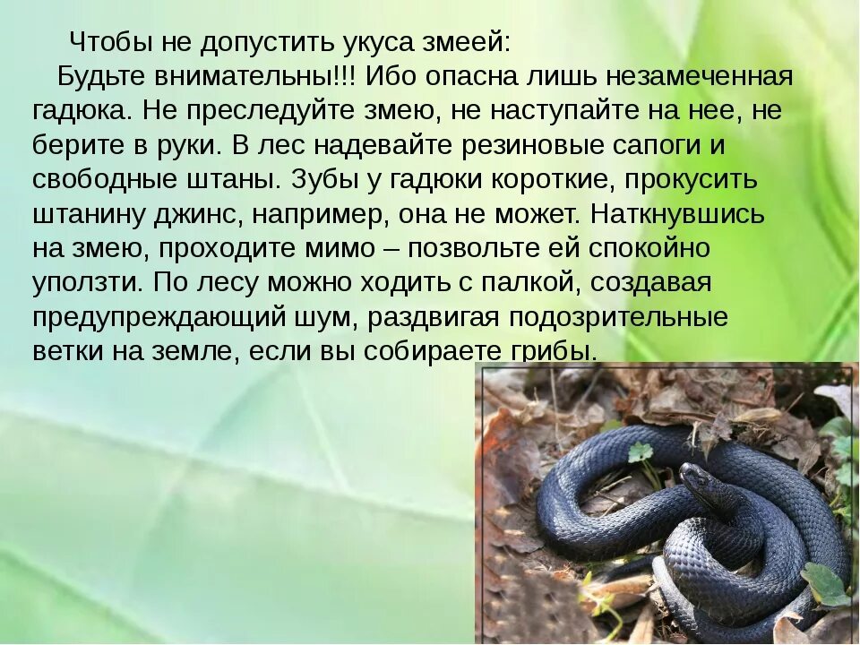 Встреча с дикими животными опасными насекомыми. Ядовитые змеи. Опасность в лесу ядовитые змеи. Ядовитые животные для человека.