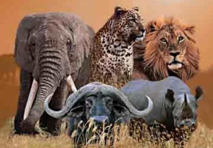 Большая пятерка Африки сафари. Слон буйвол носорог Лев леопард. Африканская пятерка животных. Большая пятерка животных Африки. Пятерка африки