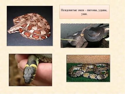 Змея окружающий мир 3 класс