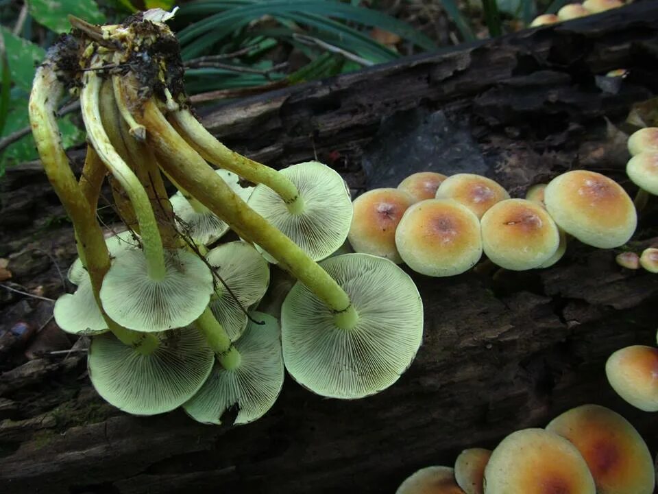 Фото ложной. Ложноопёнок серно-жёлтый. Ложный опенок серно желтый. Hypholoma fasciculare Ложноопенок. Hypholoma fasciculare Ложноопенок серно-желтый.