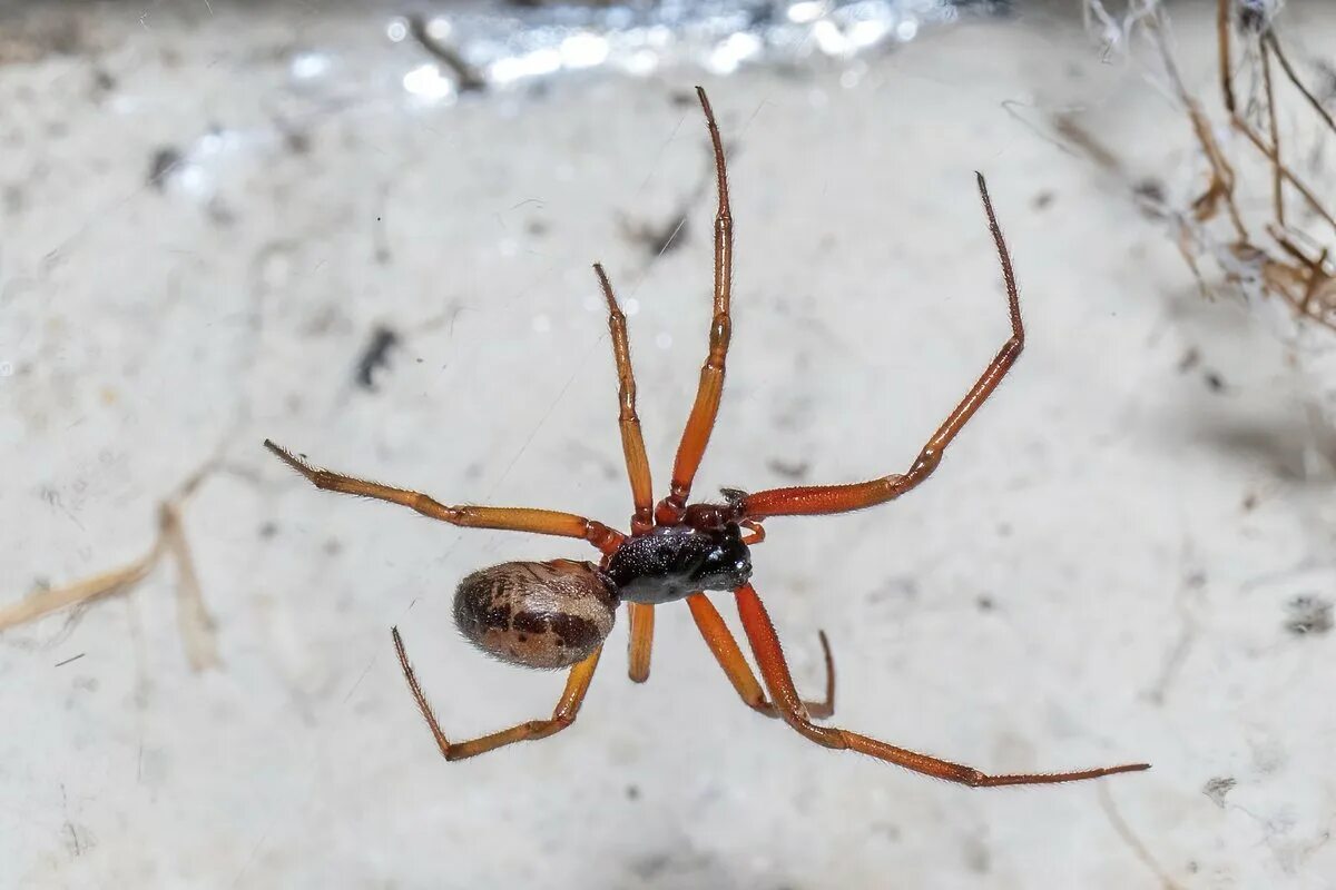 Steatoda Nobilis. Стеатода Гросса паук. Стеатода черная паук. Steatoda Nobilis паук чёрный. Ложная вдова