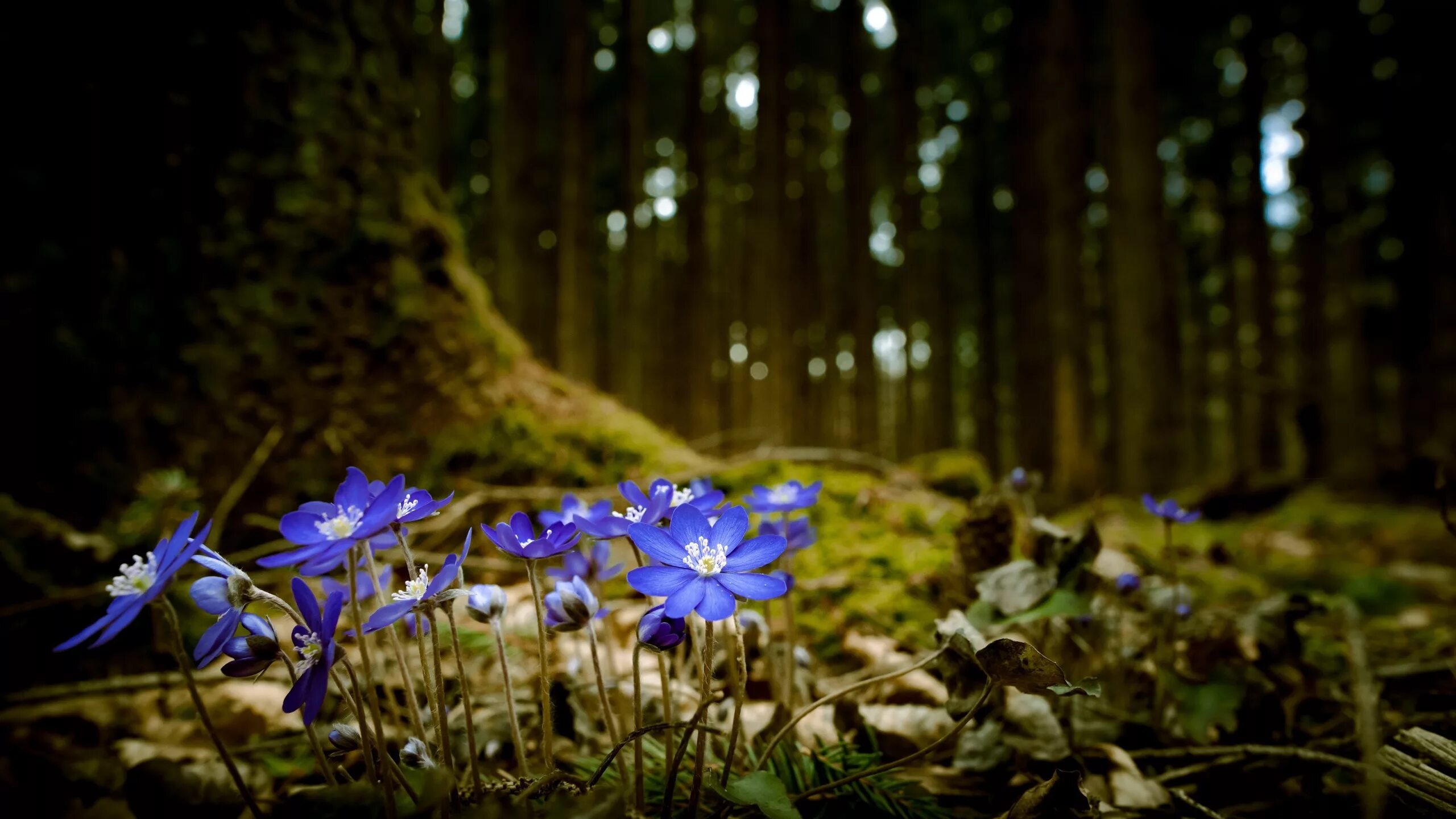 Цветочная поляна в лесу. Какие есть цветы в лесу. Лесные цветы. Лесная поляна цветов. Какие есть цветы в лесу.