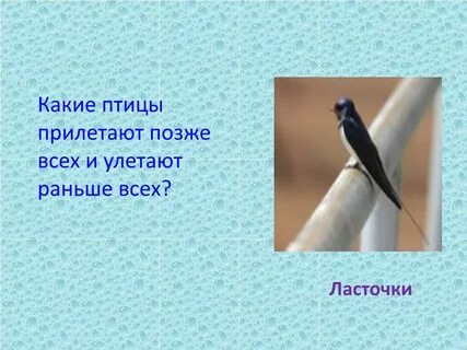 Какая птица прилетает первая