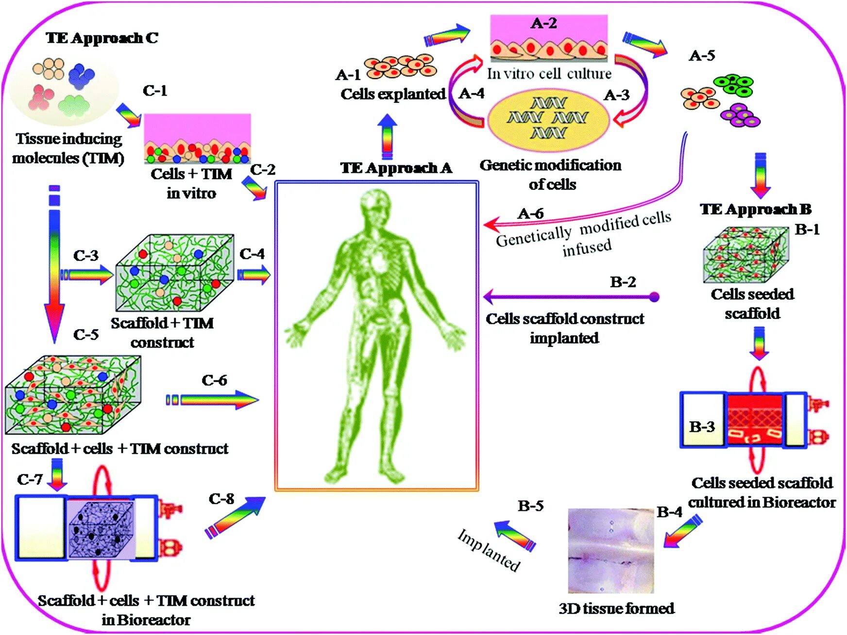 Application cells. Application of tissue engineering. biomaterials and tissue engineering. клетки in vitro. biomaterials journal.