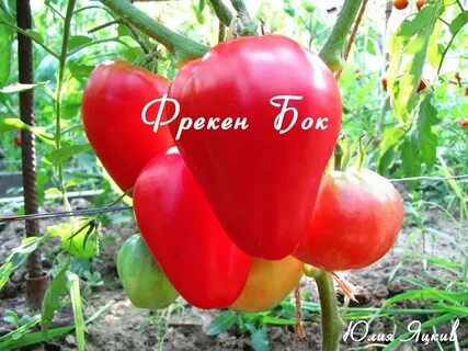 Томат фрекен бок отзывы