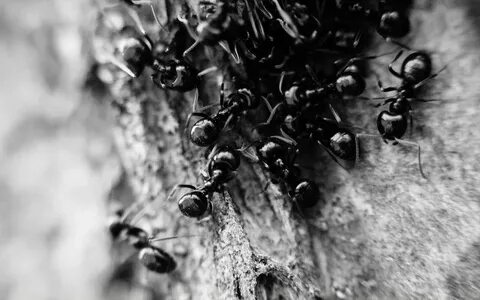 Black ant муравьи