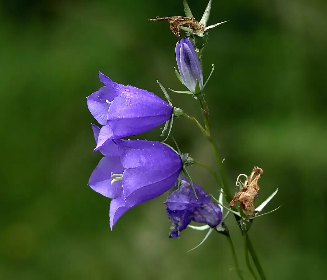 Колокольчик персиколистный голубое озеро. Колокольчик круглолистный Campanula rotundifolia. Колокольчик персиколистный (Campanula persicifolia). Колокольчик персиколистный (Campanula persicifolia l.). Колокольчик растения из семейства колокольчиковых цвет