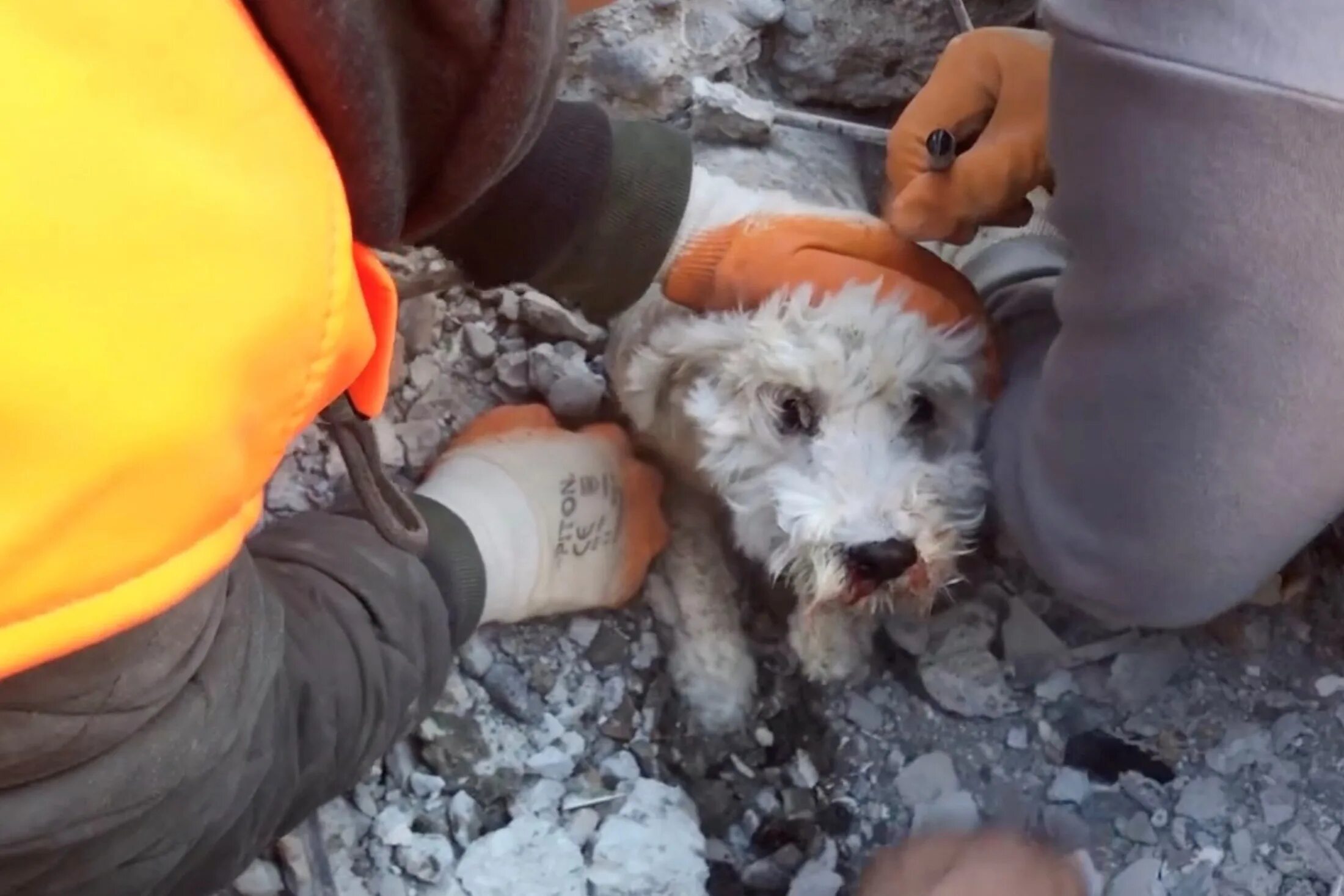 Спасенные землетрясение. Спасение людей из под завалов. Спасение животных в Турции.