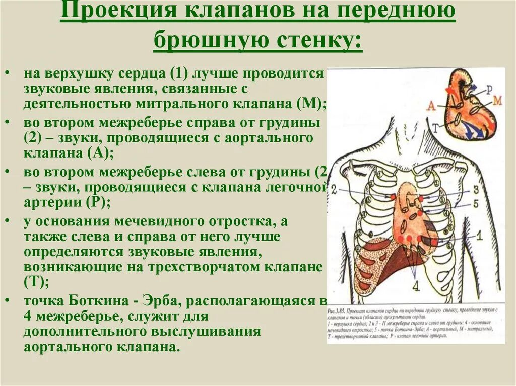 Проекция клапанов. Проекция аортального клапана. Места проекции клапанов на грудную клетку. Проекция на переднюю стенку клапанов. Клапаны сердца на грудной клетке