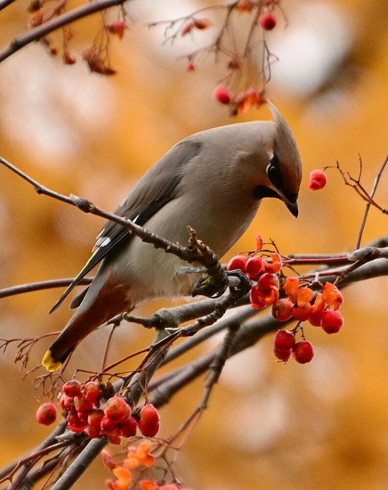 Autumn birds. Птицы России свиристель. Свиристель и синица. Осенние птицы. Осень птицы.