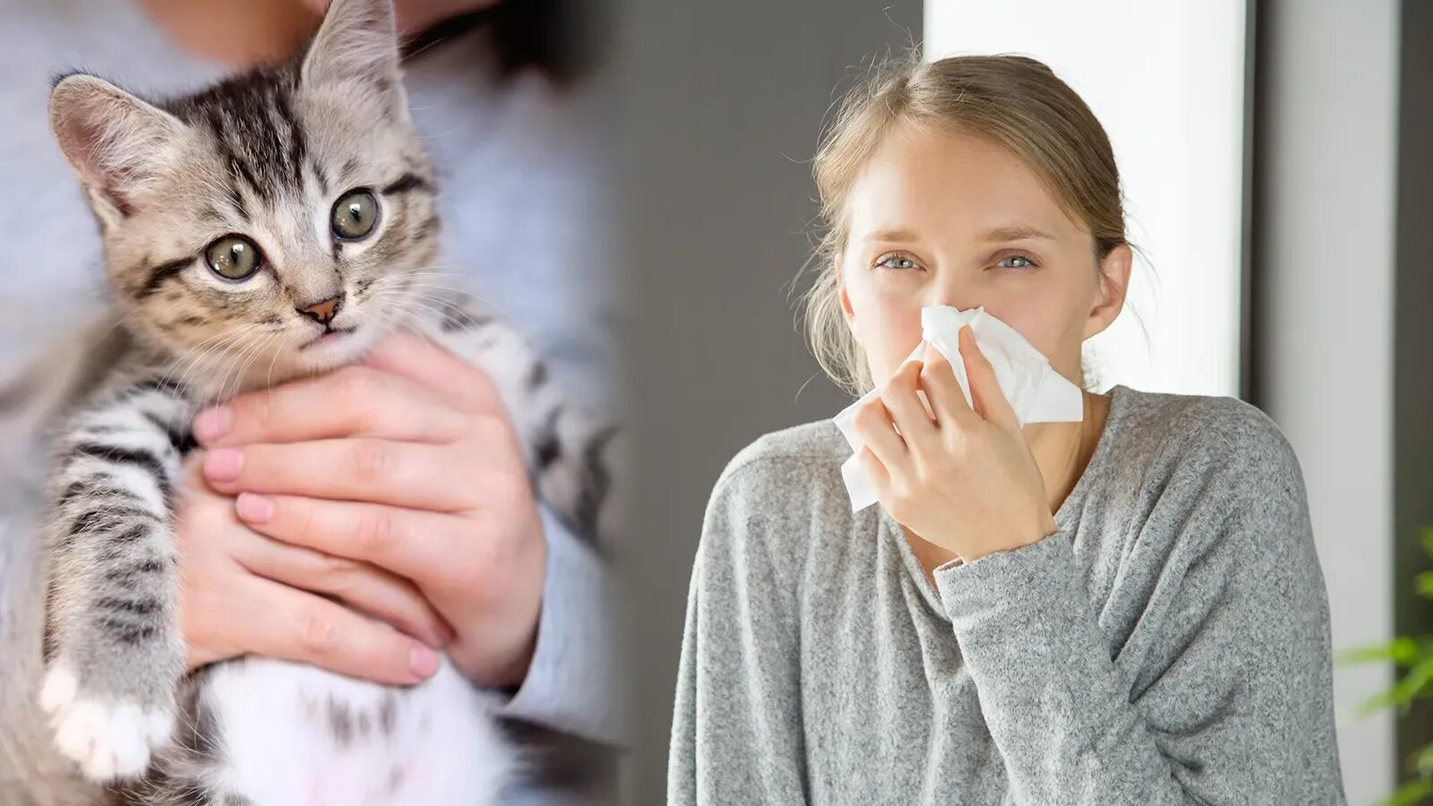 Аллергия на кошек. Против аллергенные кошки. Человек при аллергии на кошек. Аллергия на кошек Оганян.