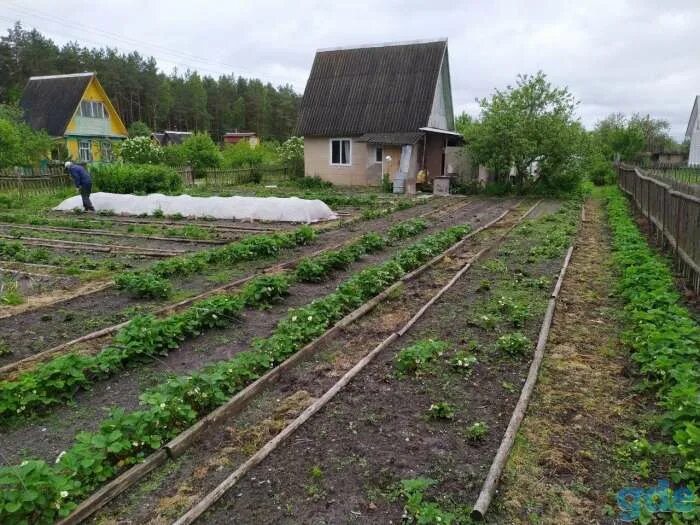 Дача рогачев. Безбожник дача рогачева. купить домик в рогачеве и районе. куфар продажа домов дач в рогачеве на сегодня.