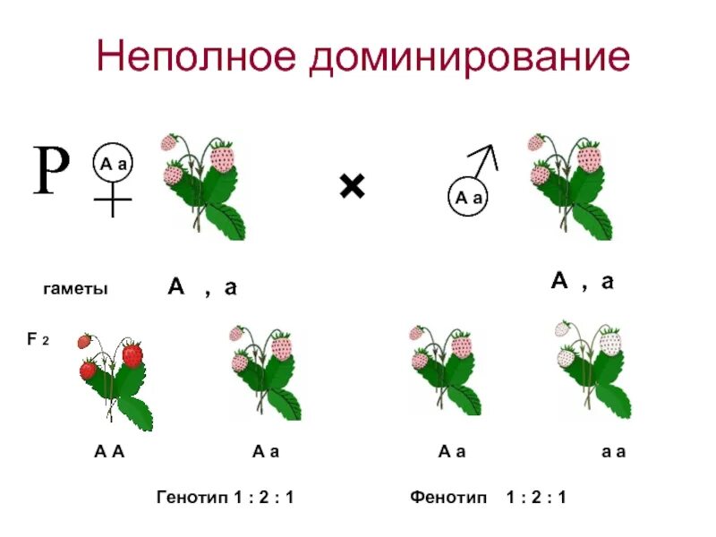 Неполное доминирование проценты. Неполное доминирование мендель. ночная красавица неполное доминирование. неполное доминирование генотип. неполное доминирование это в генетике.