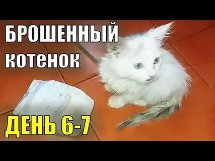 Кошка бросила котят