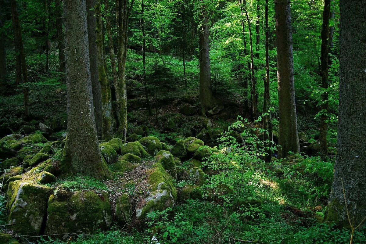 Самый черный лес. Лес Шварцвальд Германия. Чёрный лес (регион Шварцвальд). Шварцвальд (the Black Forest), Германия. Тёмный лес Шварцвальд Германия.