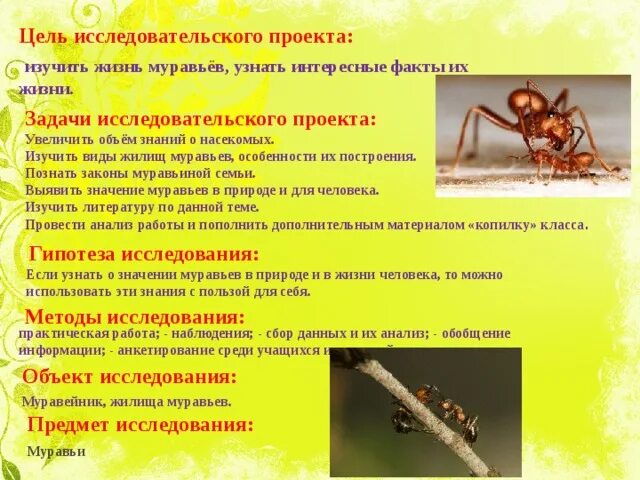 Проект на тему муравьи. Доклад о муравьях. Муравей. Муравьи презентация. Презентация про муравьев.