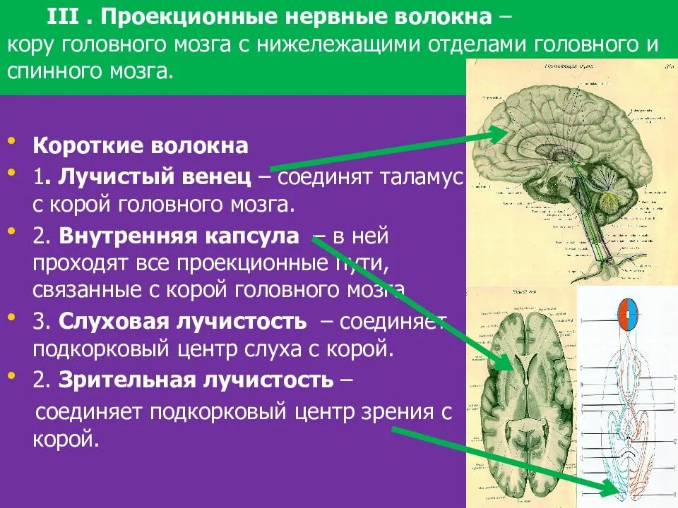 Подкорковые поражения мозга. Комиссуральные ассоциативные и проекционные волокна головного. Проекционные нервные волокна. Проекционные волокна головного мозга. Комиссуральные волокна мозга.