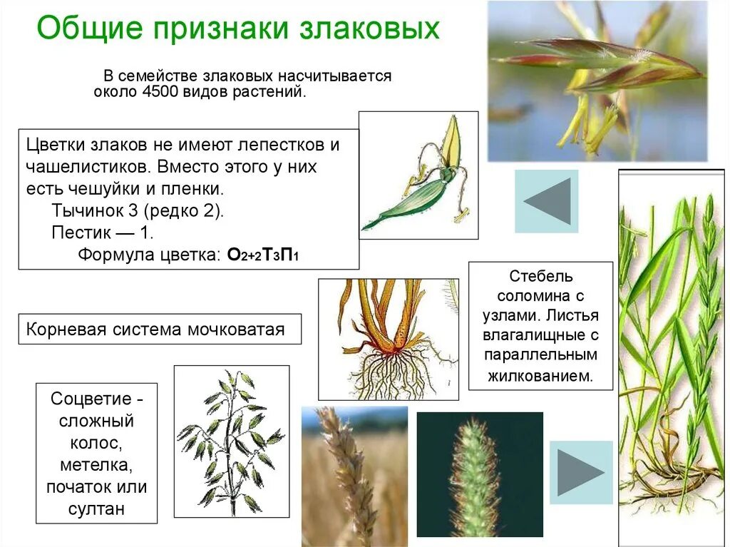 Семейство злаковые таблица. Признаки семейства злаковые. Злаковые Мятликовые формула цветка. Формула злаки Мятликовые. Класс Однодольные семейство злаковые.