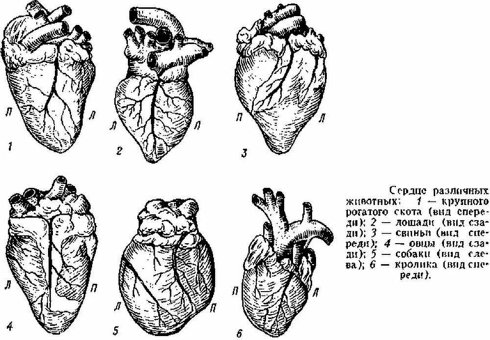 Сердечно сосудистая система ветеринария. Строение сердца крупного рогатого скота. Топография сердца у КРС. Сердце свиньи анатомия. Строение сердца животных КРС.