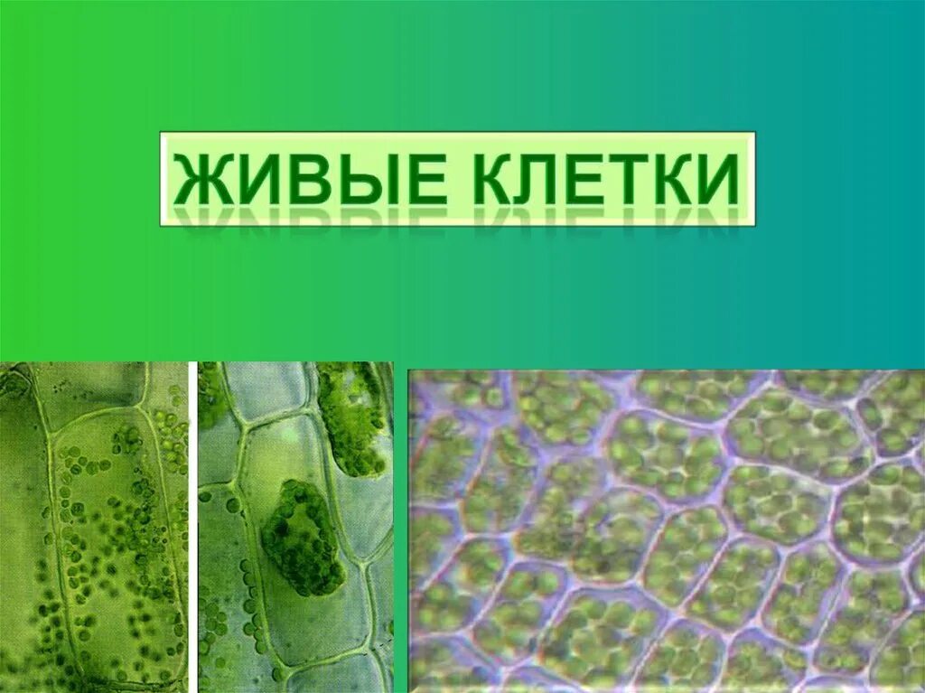 Живые клетки питаются. Живые клетки 5 класс биология. Презентация по биологии тема живые клетки 5 класс. Фильтрующие живые организмы. Презентация на тему живые клетки фото.