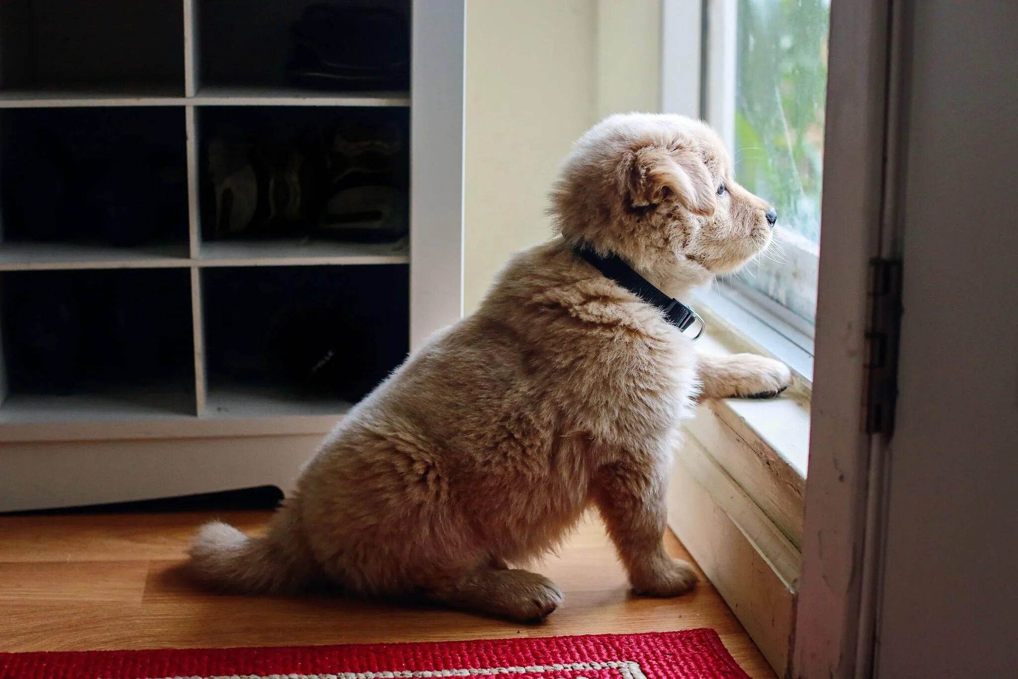 Ожидающие картинки. Собака ждет. Собака ждет хозяина. Щенок ждет. Собака ждет у окна.