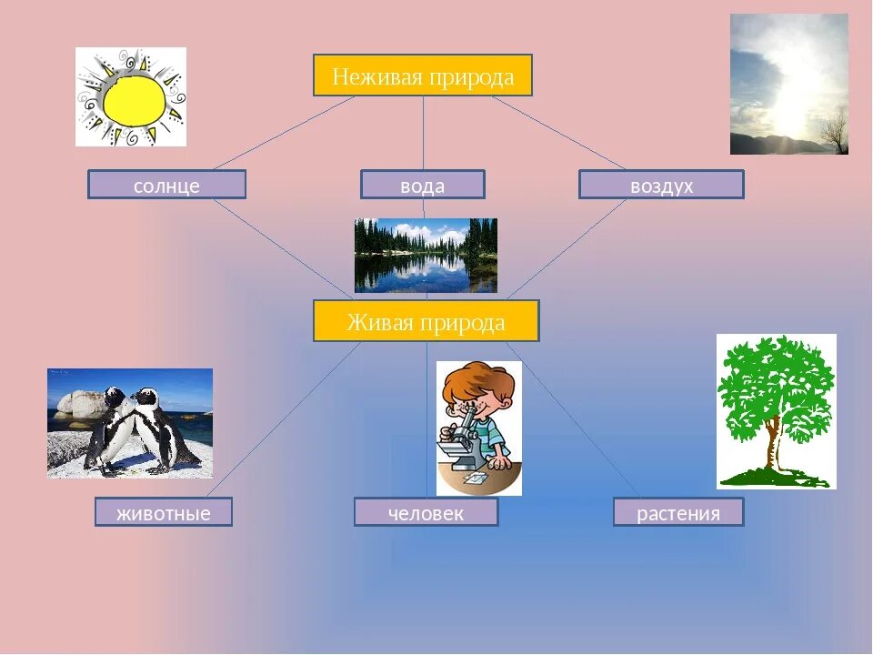 Приведи пример живое и неживое. Схема живой и неживой природы 2 класс окружающий мир. Связь между объектами живой и неживой природы схема 2 класс. Связь между живой и неживой природой. Взаимосвязь в природе примеры.