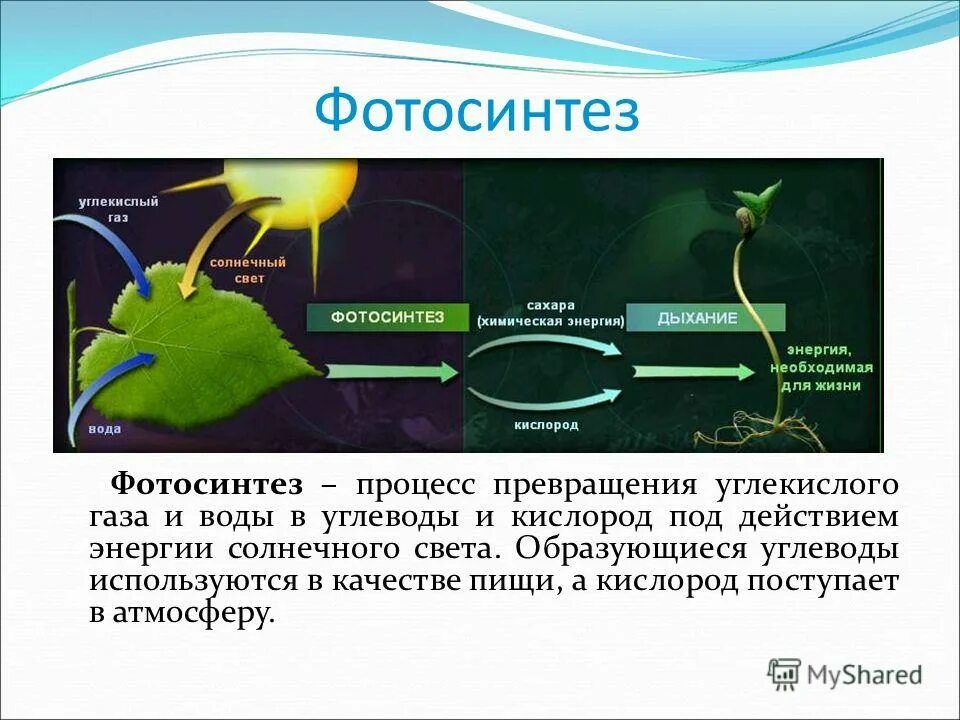 Схема фотосинтеза у растений. Фотосинтез растений кратко. Процесс фотосинтеза у растений схема. Преобразование углекислого газа в углеводы происходит. Преобразование углекислого газа в углеводы происходит.