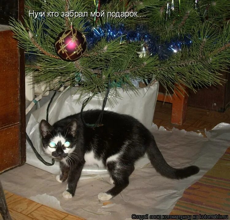 смешные новогодние коты с надписями. елку убрали скучно скорее бы рассаду посадили. ждем домой. елку убрали скучно скорее бы рассаду посадили. два кота.