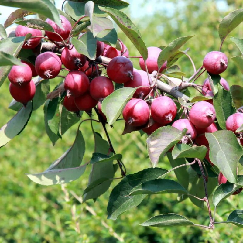 Яблоня ягодная malus baccata. Декоративные яблони плоды. Яблоня краснолистная недзвецкого. Яблоня маковецкого плоды. Яблоня декоративная зеленая.