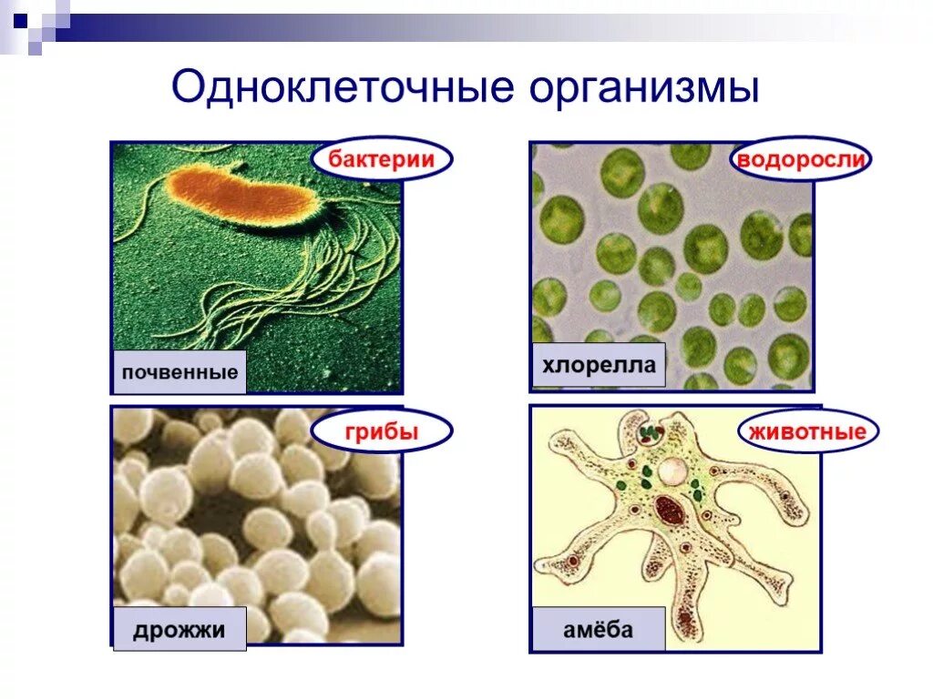 Одноклеточные организмы бактерии водоросли. Дрожжи одноклеточные представители бактерий. Одноклеточные это. Одоклеточные организм. Грибы по сравнению с бактериями имеют