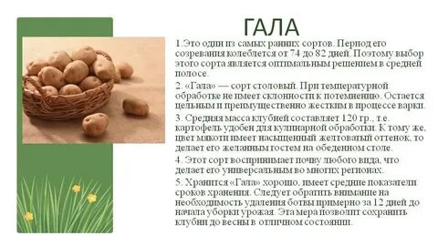 Картошка гала характеристика и описание сорта фото