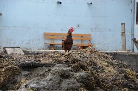 Куда девать куриный помет