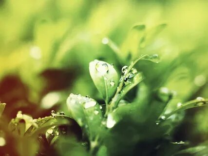 Morning dew