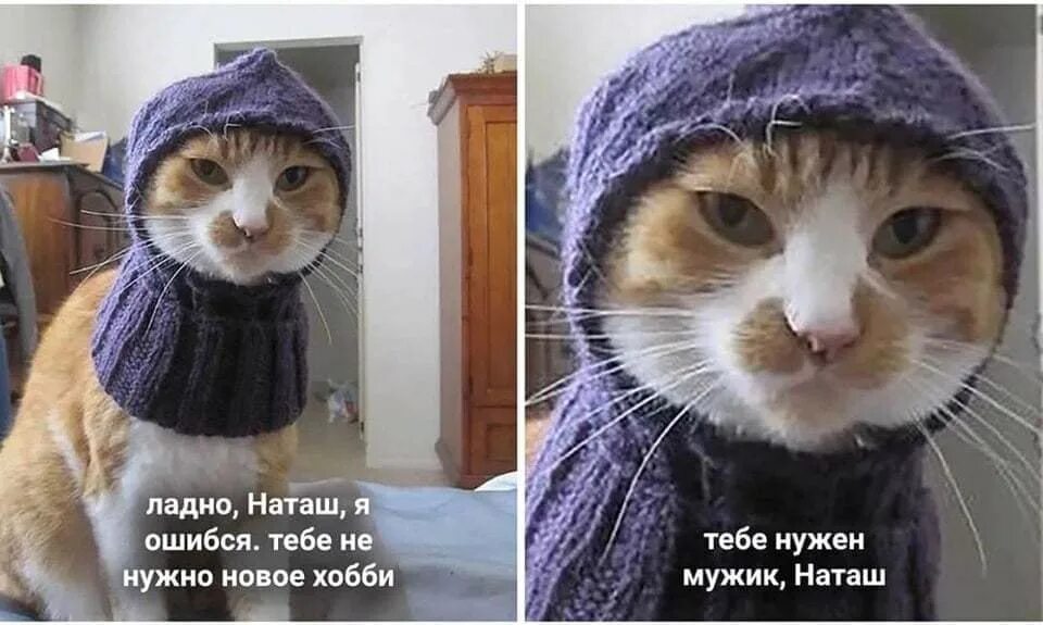 Кот в шапке мем. Наташа и коты. надпись кот в шапке. смешные коты и наташа. коты зовут наташу.